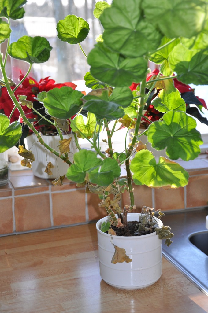 Vid liv, men ingen skönhet direkt