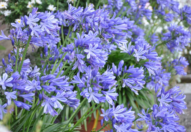 Himmelsblå blommor och riklig knoppsättning får Afrikas blå lilja om den övervintras rätt.
