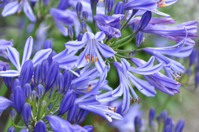 Afrikas blå lilja är en lättskött krukväxt som övervintras inomhus.