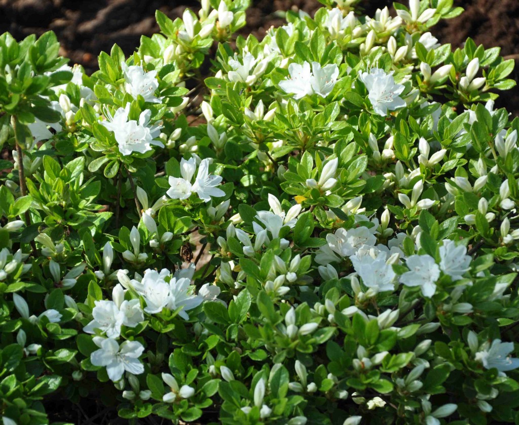 En läckert vårfräsch azalea med blommor i vitt.