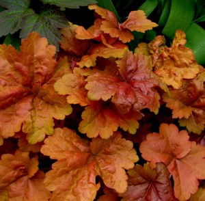 Orangefärgade blad förekommer också hos alunrot.