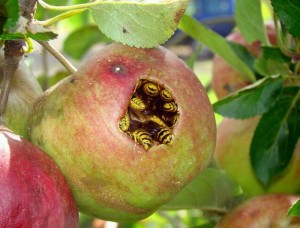 Getingarna har gått hårt åt äpplena i år.
