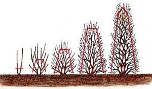 En häck som växer med flera grenar från basen måste byggas upp successivt.