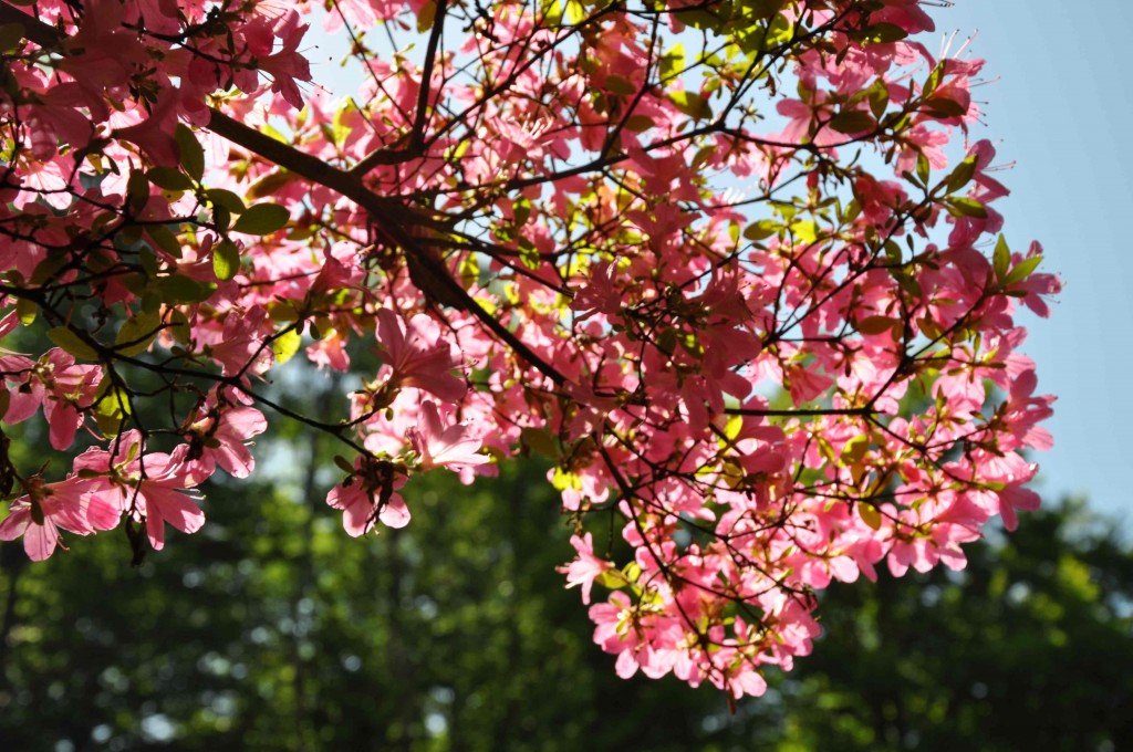Azalean blommar i samband med lövsprickningen.