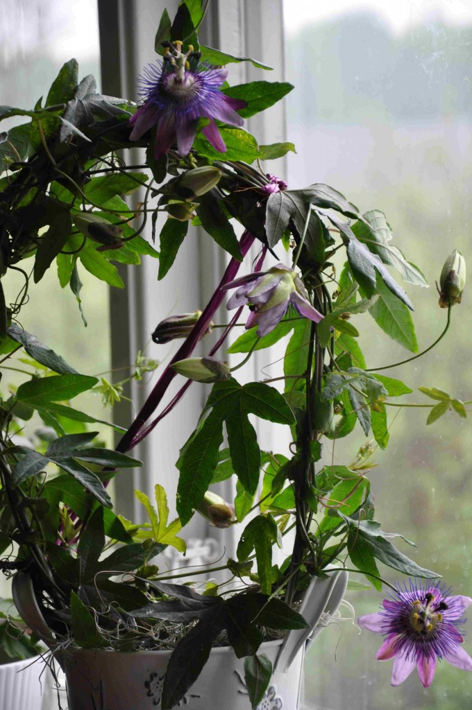 Passionsblomman växer snabbt som en lian och behöver en stödbåge att klänga fast vid..