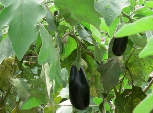 Auberginen är en värmeälskande växt som odlas i växthus.