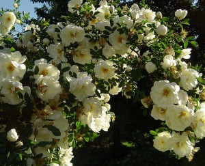 Midsommarrosen kallas också Finlands vita ros och är exempel på en tålig ros med underbar blomning.