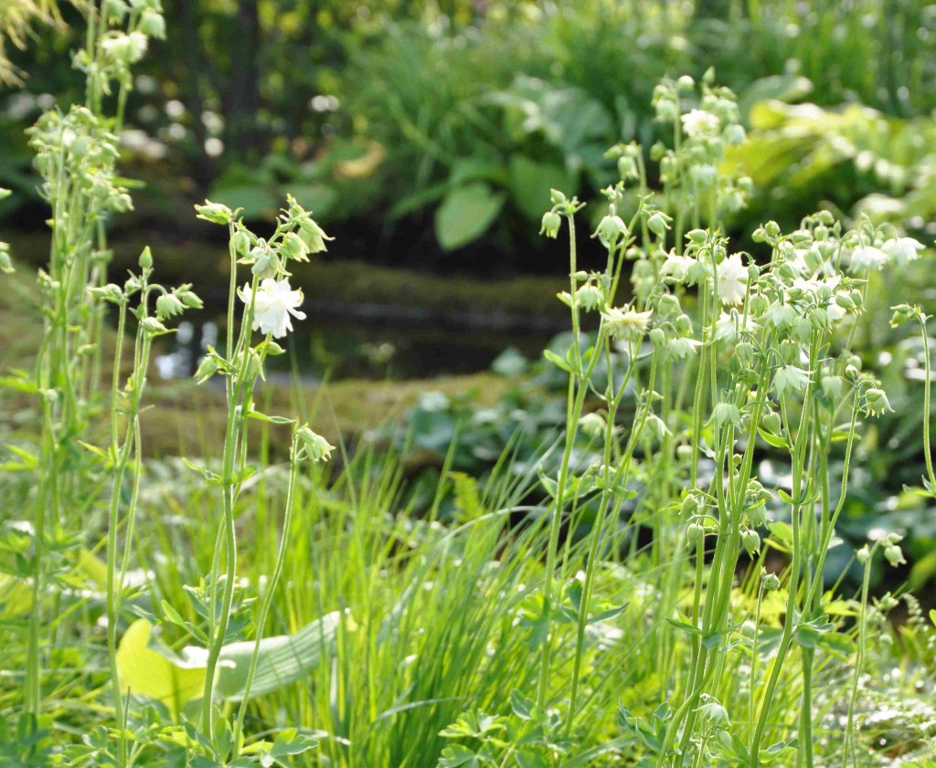 White Barlow heter den dubbla vita aklejan med små blommor.