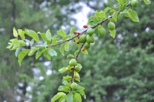 Plommonträdet tillbakabildar frukt som inte pollinerats ordentligt.