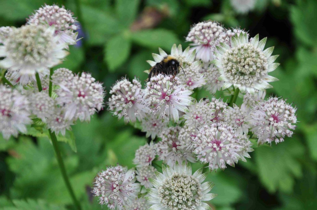 Astrantia eller stjärnflocka är en trevlig perenn som passar i skuggigare läge.