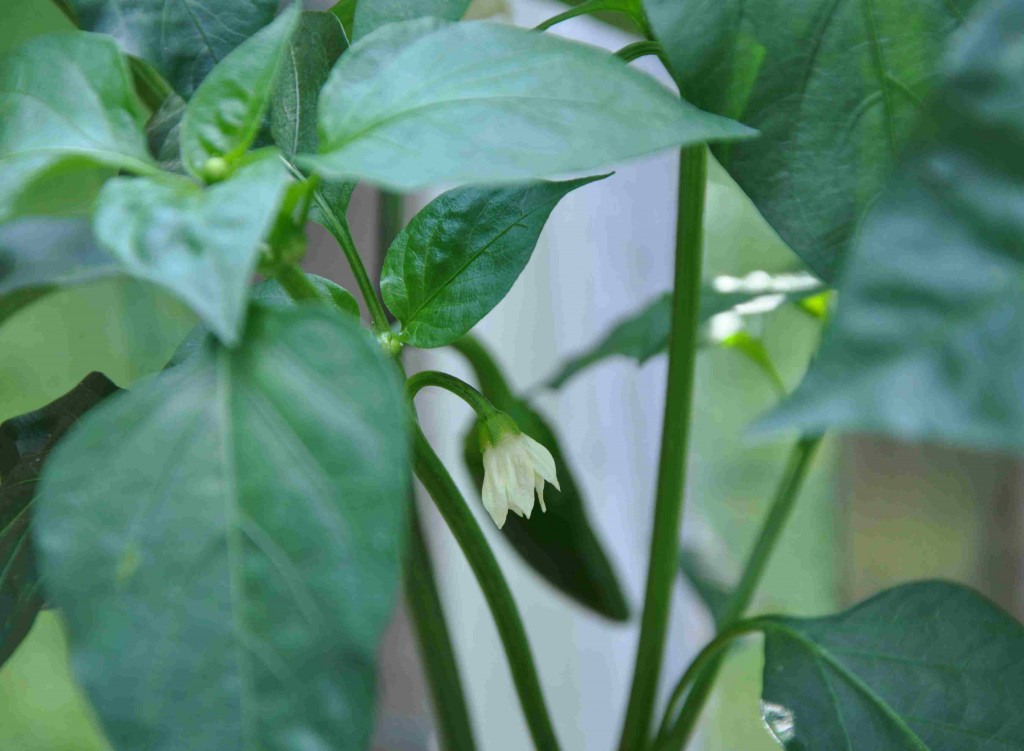 Chilin trivs bäst i ett varmt klimat i växthus.