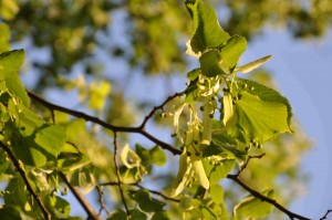 Lindens blad blir värdar för blladlöss som suger saft och avsöndrar honungsdagg.