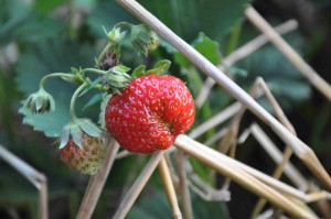 Stinkflyet suger på blommor och kart och orsakar missbildade jordgubbar.