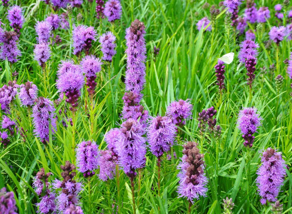 Rosenstav är en gräsliknande perenn med grova ax av sammansatta, små blommor.