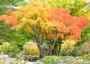 Höstfärgerna uppkommer när klorofyllet i bladen bryts ner och gula och röda färgämnen tar över.