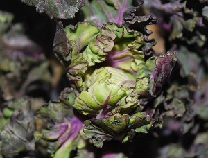 Den nya grönsaken Flower Sprouts har en mildare smak än sin släkting brysselkålen.