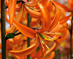 Orange blommor på lilatonade stänglar har krolliljan Orange Marmalade.