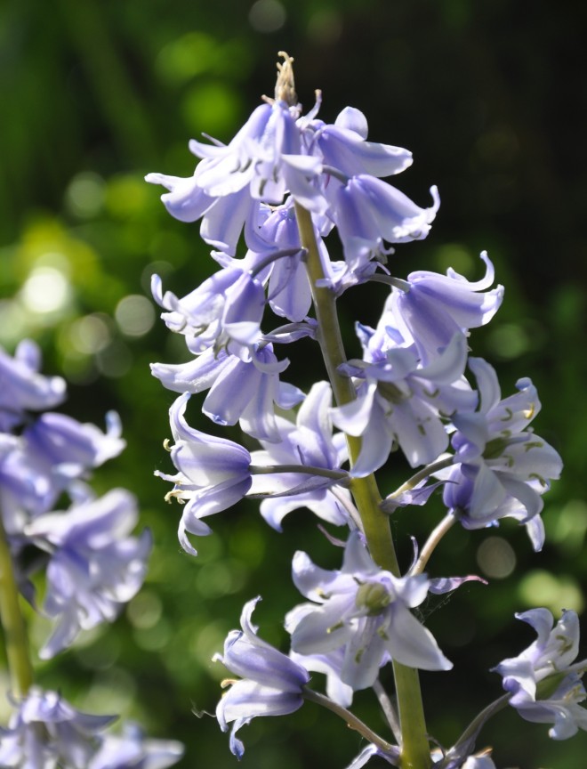 Klockhyacinterna blommar i slutet av maj med blå, rosa eller vita blommor. 