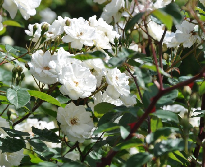 Rosen Moonlight är en rikblommig buskros för större planteringar.