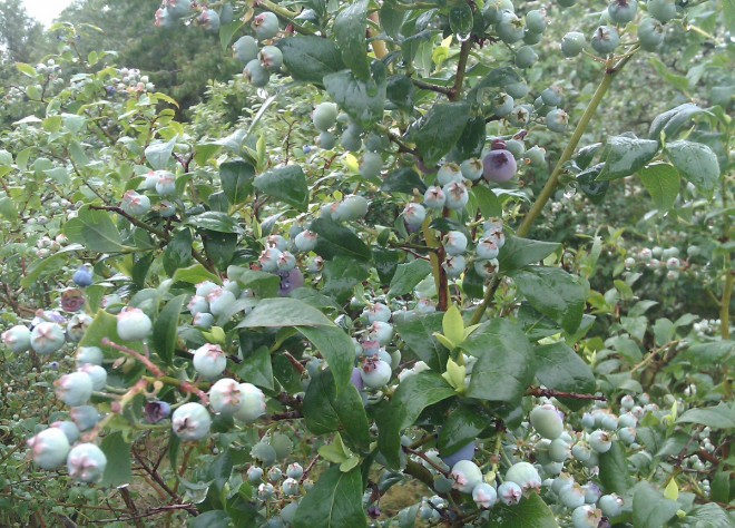 Blåbär, lingon och hallon är vanliga bärväxter som pollineras av humlor.