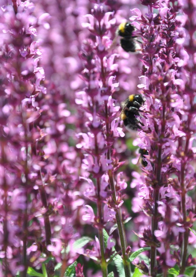 Humlor letar nektar och pollen i både vilda och trädgårdsodlade växter.