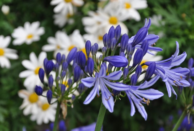 Afrikas blå lilja finns i många olika arter.