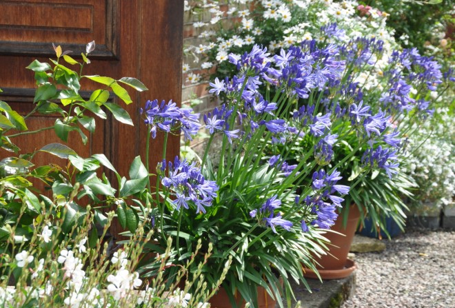 Afrikas blå lilja är en lättskött växt om man klarar vinterförvaringen.