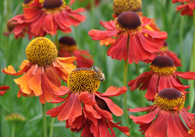 Solbrudar drar till sig bin och andra insekter.