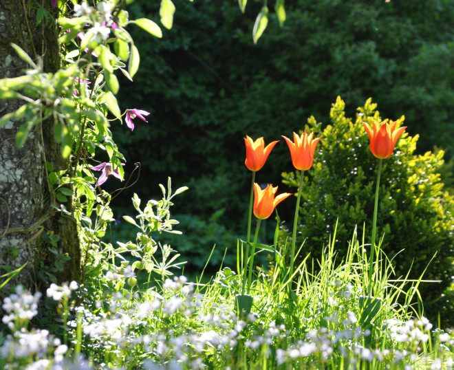 Tulpaner kan blomma fint i gräsmattan.