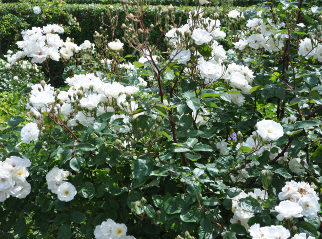 Vita rosor har ofta en god doft.
