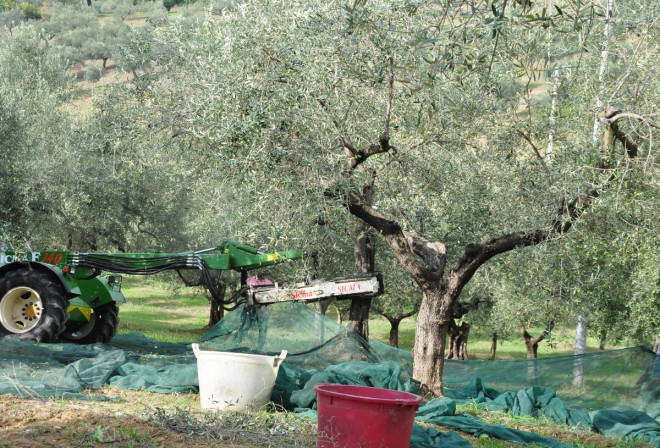 Maskiner används vid olivskörden.