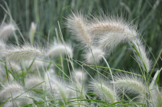 Pennisetum är vinterkänsliga gräs.