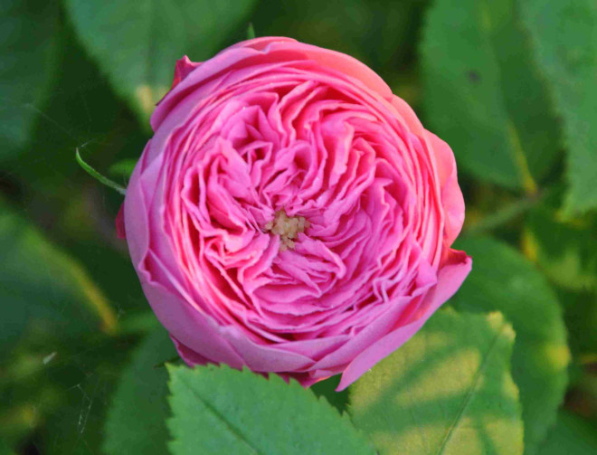 Louise Odier är en rosa ros med underbar doft.