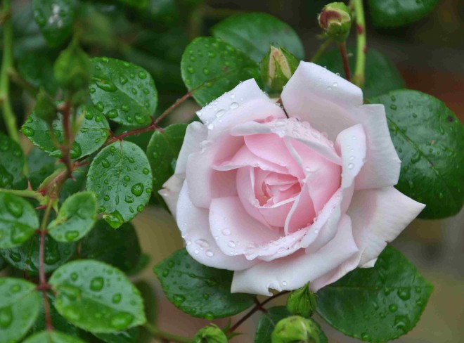 Mjöldagg kommer på rosor vid fuktig väderlek.