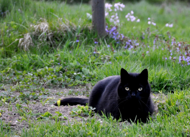 Katt som jagar rådjur i trädgården, not.