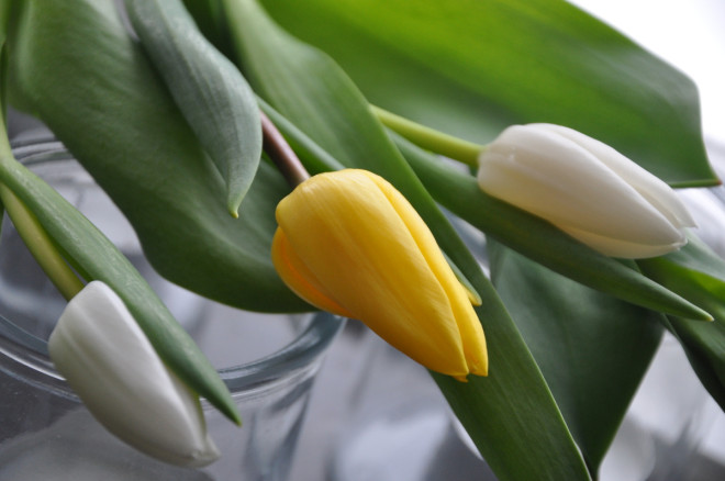Vita tulpaner drivs till blomning på tre veckor.