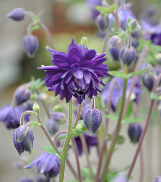 Aklejan har traditionsenligt blå blommor.