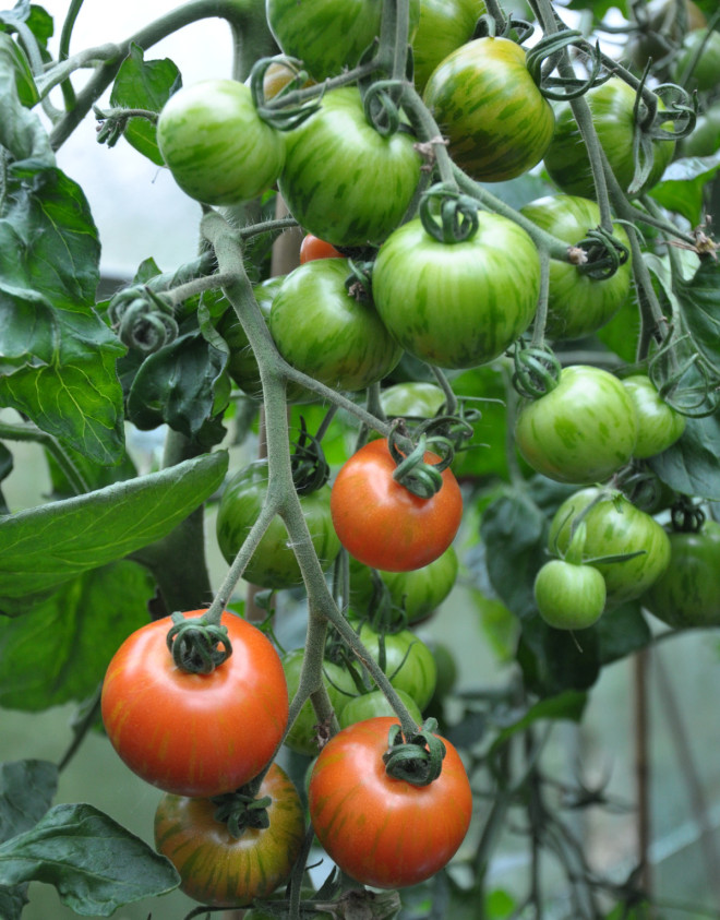 Tomaten Tigerella är en bra sort!