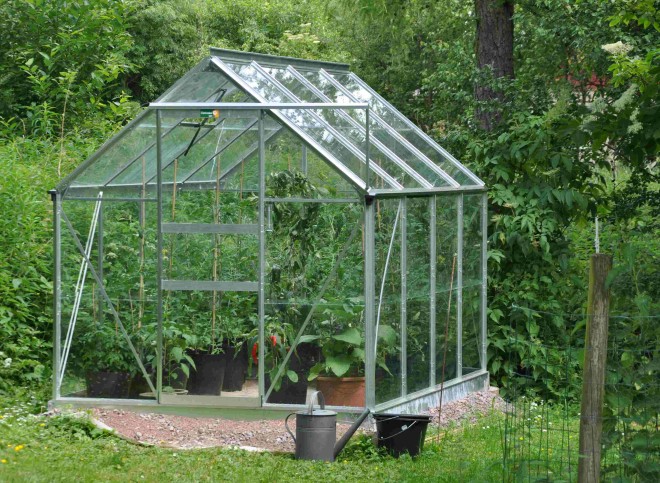 Ett växthus är en bra miljö för odling av tomatplantor.