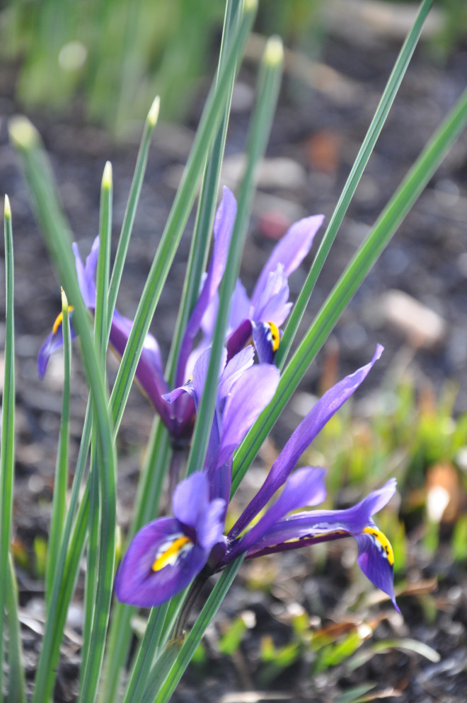 Irisar vill ha en solstekt och helt torr växtplats om sommaren.