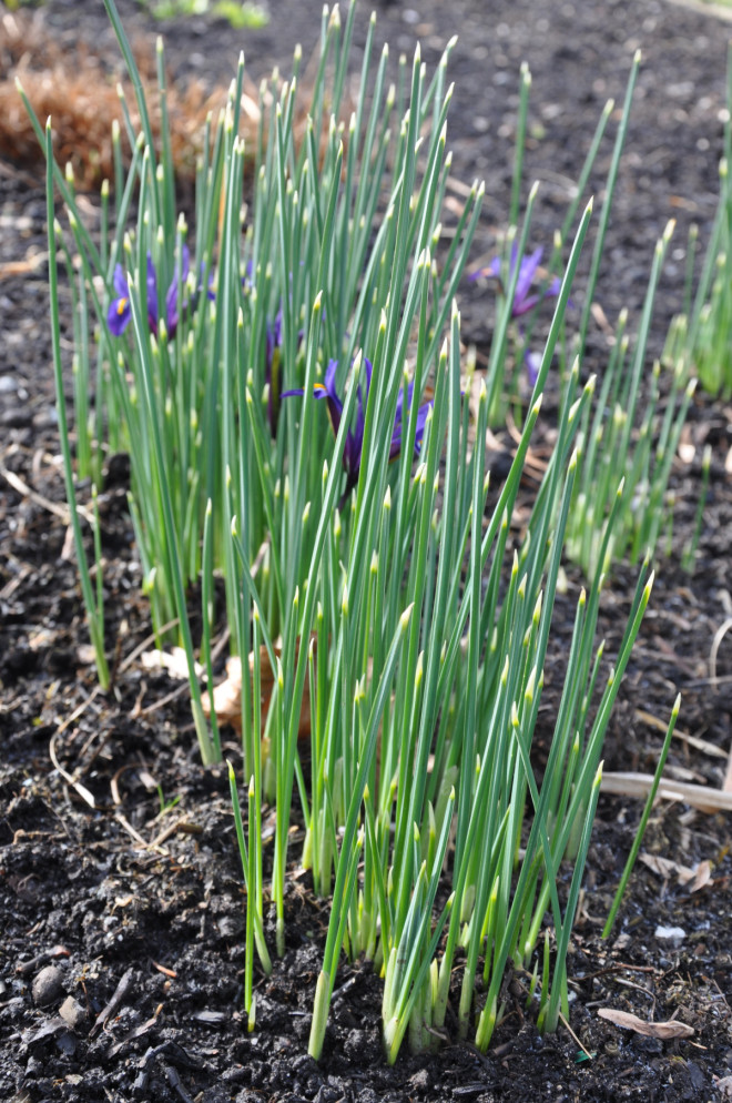 Iris är en lökväxt som blommar mycket tidigt om våren.