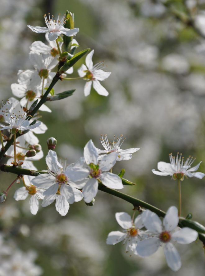 Blommorna är vita och doftande hos körsbärsplommon.