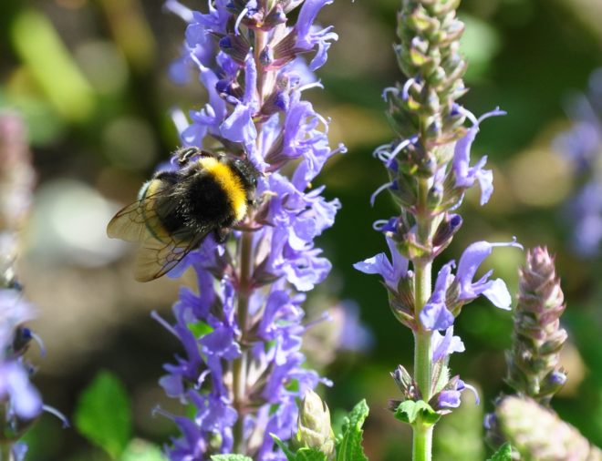 Salviorna är bra nektarväxter för bin och humlor.