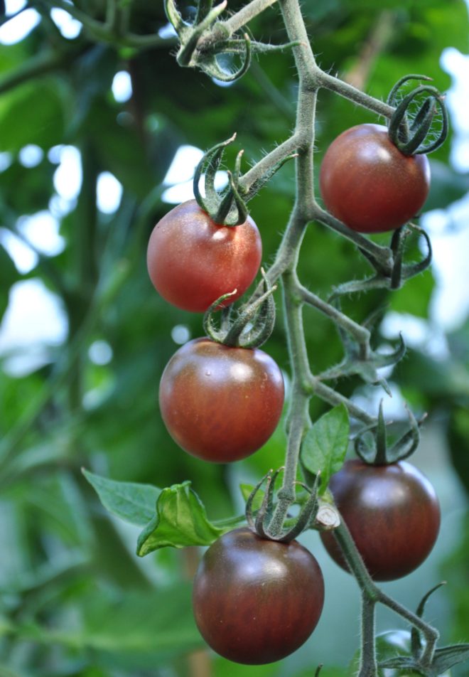 Bruna tomater är mycket söta i smaken.