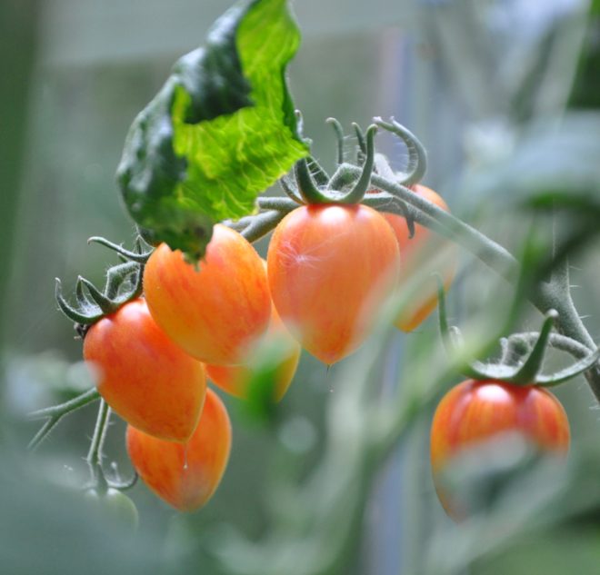 Tomater finns i olika storlekar och färger.