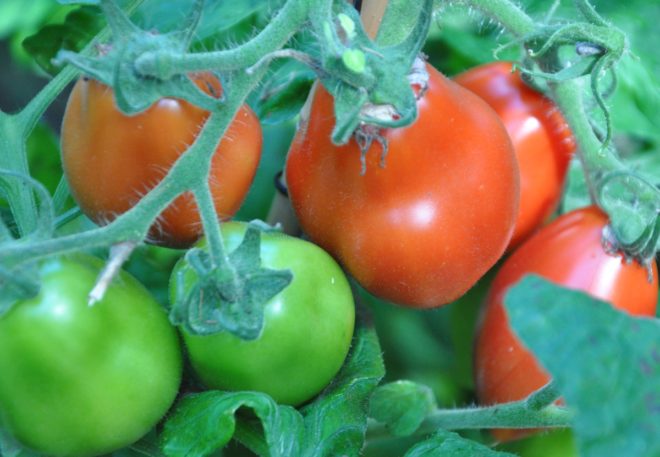Tomater kan ätas i sallad eller på smörgåsen.