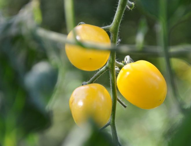 Tomater med tunna skal spricker lätt om du glömmer att vattna.