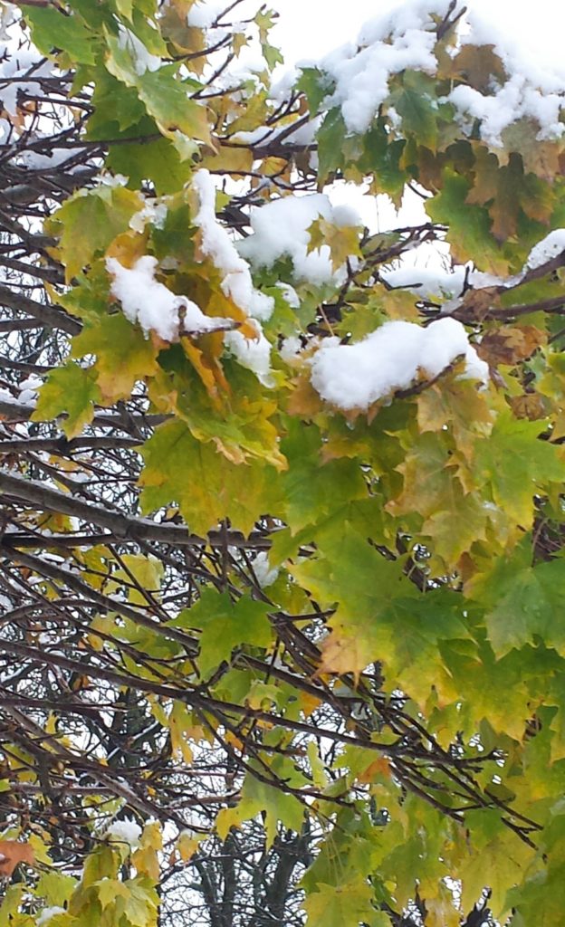 Trots att snön faller innan löven trillat av klarar sig skotten.
