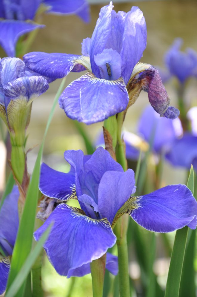 Sibirica-iris trivs i fuktig jord.