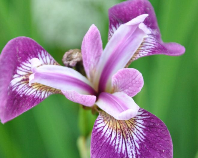 Irisen har en kortvarig men intensiv blomning i slutet av maj.